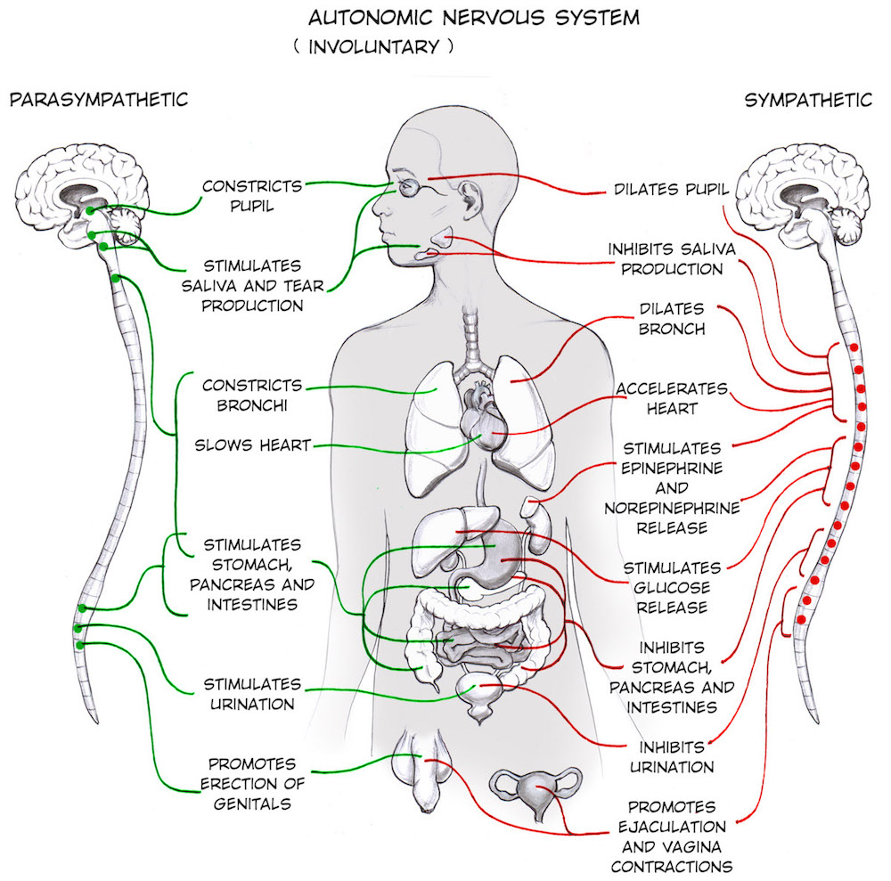 (credit: Backyard Brains: https://backyardbrains.com/experiments/ Sympathetic_Nervous_System)