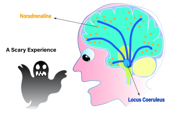 http://sitn.hms.harvard.edu/flash/2018/mysterious-fear-learner-locus-coeruleus/