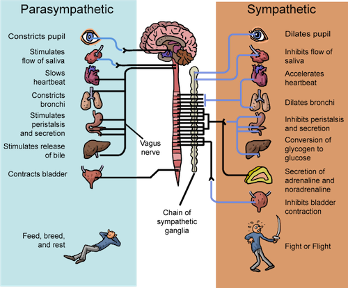 Parasympathetic vs sympathetic