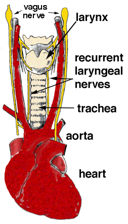 https://www.evms.edu/patient_care/specialties/ent_surgeons/services/laryngology/vocal_fold_immobility/causes_of_vocal_fold_immobility/