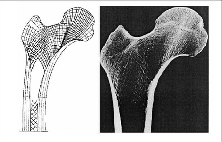 https://www.researchgate.net/figure/Wolffs-drawing-of-trabecular-orientation-in-the-proximal-part-of-the-femur-and-the-cross_fig3_240977378