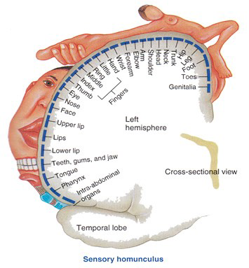 https://medium.com/@mosaicofminds/maps-in-the-brain-f236998d544f