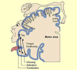 https://medium.com/@mosaicofminds/maps-in-the-brain-f236998d544f