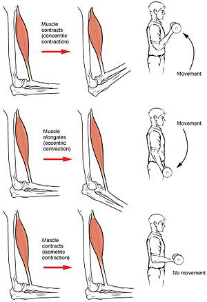 https://en.wikipedia.org/wiki/Muscle_contraction