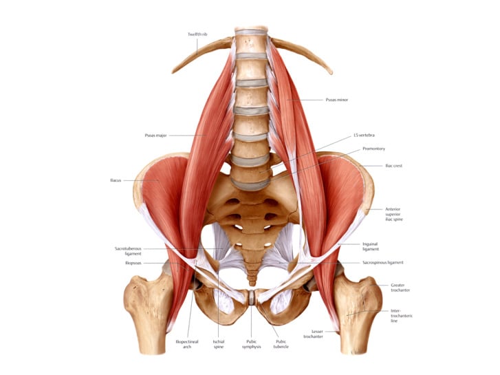 psoas.jpg