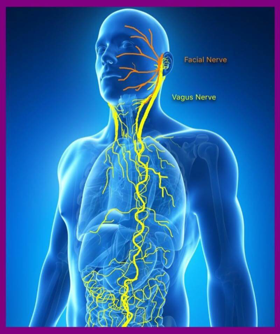 https://suddenrushguarana.com/blogs/news/the-vagus-nerve-is-key-to-well-being