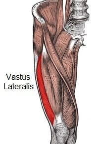 vastuslateralis.jpg